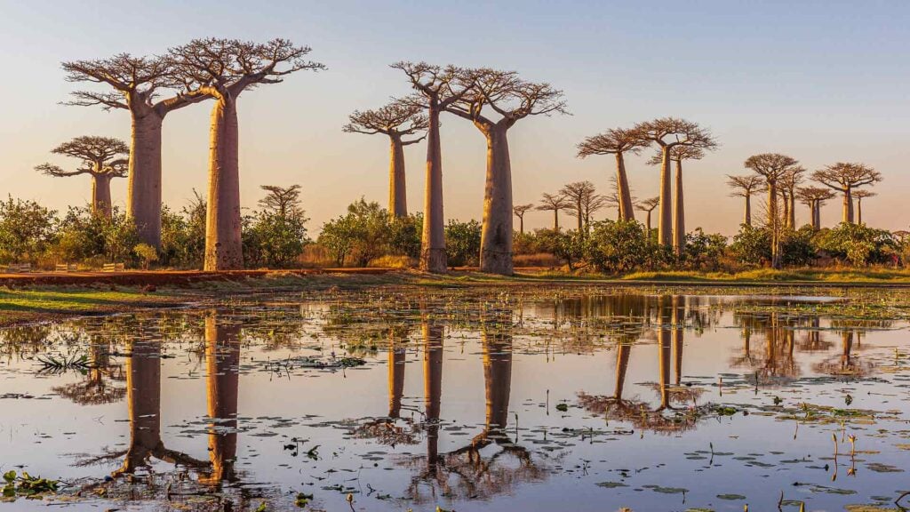 Beeindruckende Baobab-Bäume in der afrikanischen Natur, ideal für Afrika-Reisen und Safari-Abenteuer.