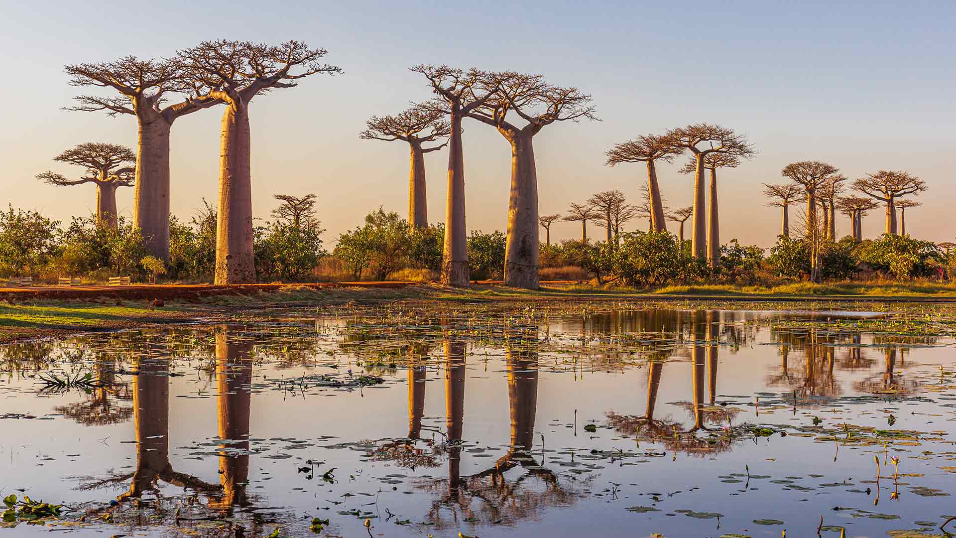 Die Baobab Allee mit einem Gewaesser im Vordergrund