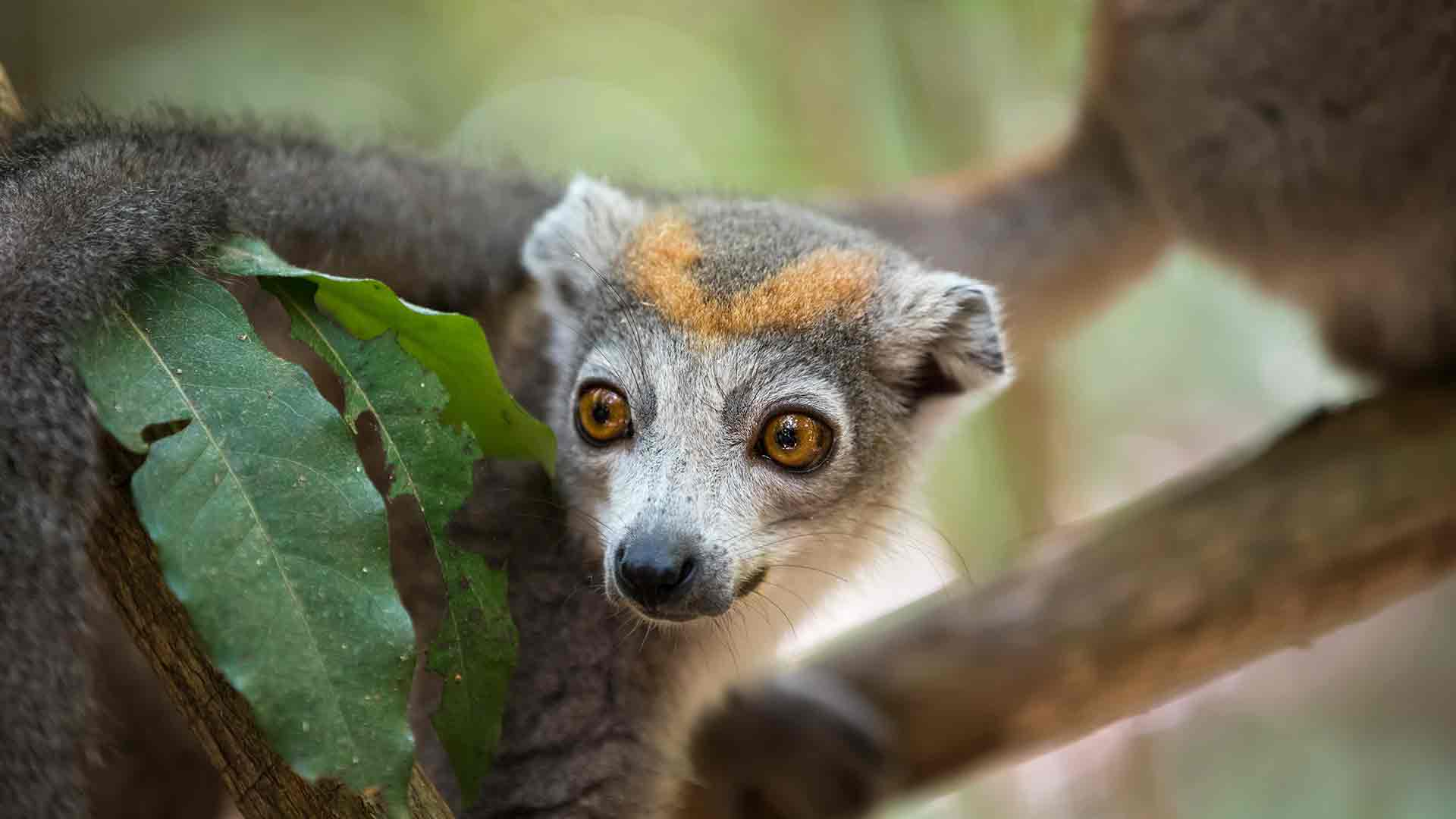 Crowned Lemure Madagaskar