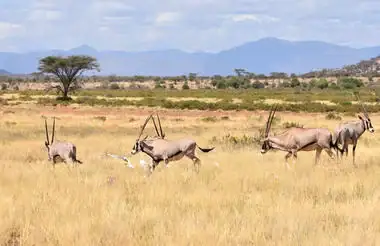 Savanne mit Wildtieren in Afrika, Gnus und Antilopen bei Sonnenuntergang.