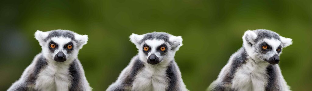 Alteingesessene Lemuren in ihrer natürlichen Umgebung in Madagaskar, ideales Reiseziel für Tierliebhaber und Naturfreunde in Afrika.