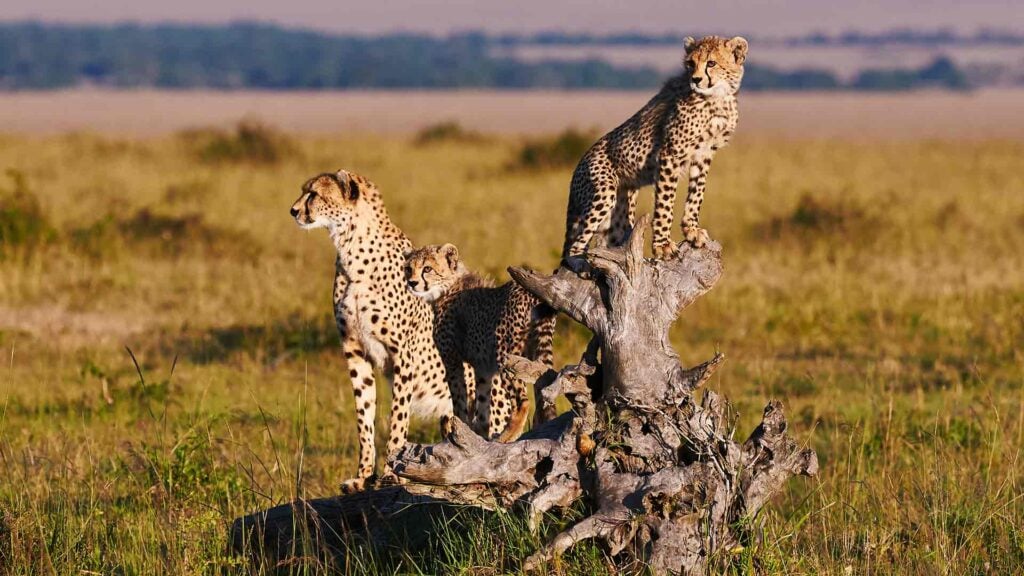Löwen in freier Wildbahn, Afrikas Tierwelt, Safari in Kenia, Tierbeobachtung im Naturschutzpark.
