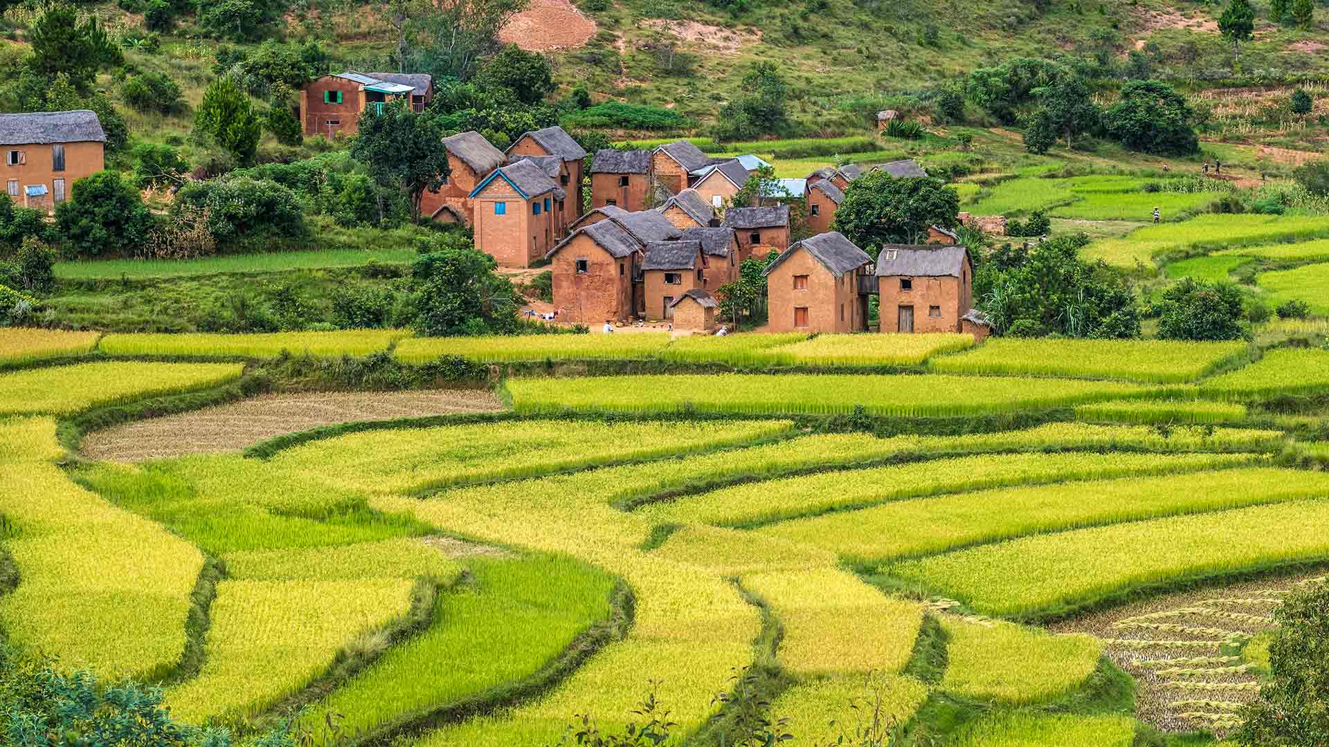 Reise nach Madagaskar Reisfelder