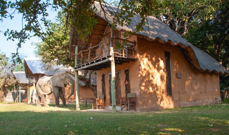 Dekoratives afrikanisches Dschungel-Lodge mit Tier-Details.