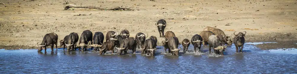 Nebenfluss mit Wildtieren, Elefanten am Wasser, Safari Afrika, Naturschutz in Afrika.