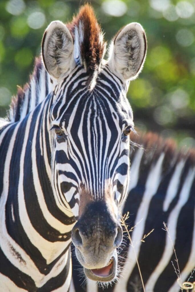 Nahaufnahme eines Zebras in Afrika, Savanne, Tierwelt, Safari.