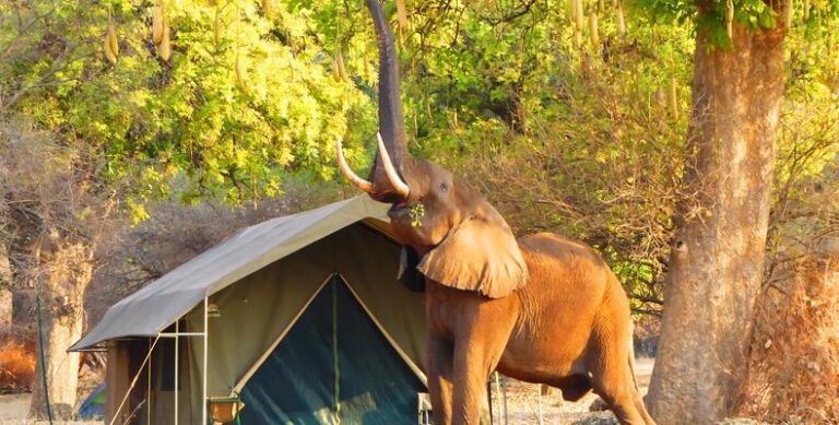 Elefant vor Zelt in Kenia.