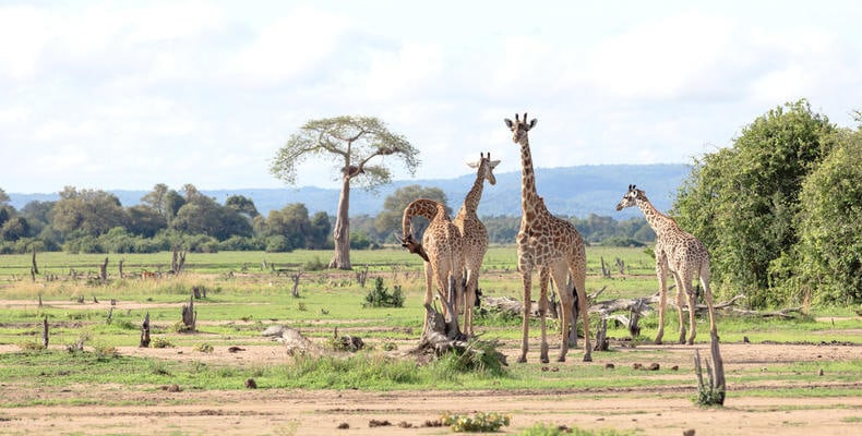 Giraffen in der afrikanischen Savanne, das Herz Afrikas, mit Akazienbäumen und weichem Himmelblick.