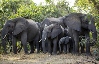 Elefantenfamilie in afrikanischer Savanne, Natur, Wildtiere, Afrika-Reise.