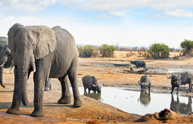 Elefantenfamilie am Wasser in der afrikanischen Savanne, Safari in Afrika, Tierbeobachtung.