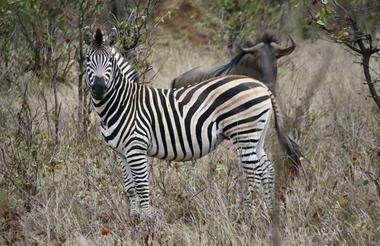 Sonnenuntergang in der afrikanischen Savanne mit Zebra und Büffel.