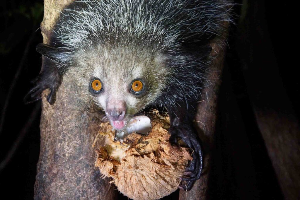 Faultier in afrikanischer Wildnis auf Baumstamm, exotische Tierbeobachtung in Afrika.