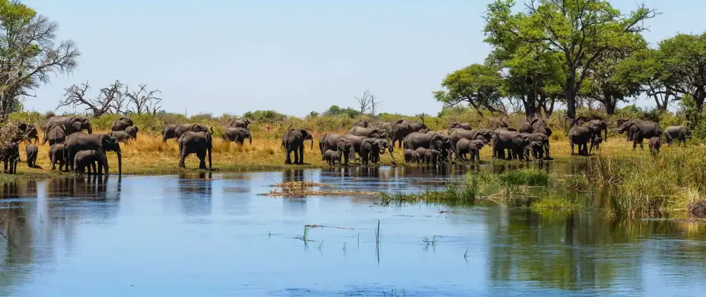 Elefanten im Nationalpark, Afrika, Wasser, Safari, Natur, Tierwelt.