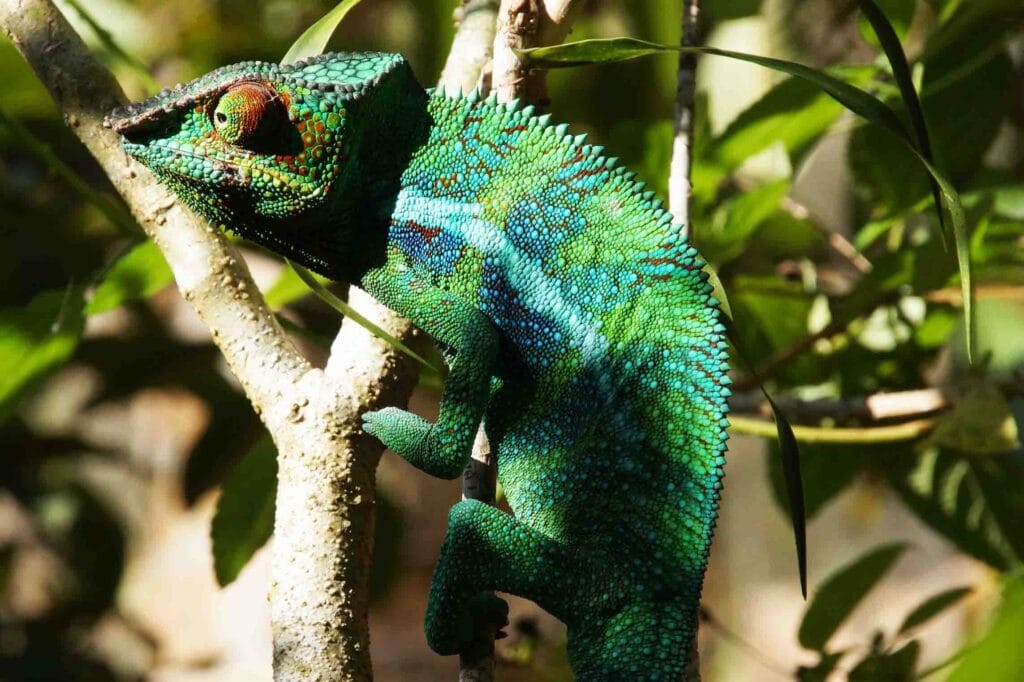 Lebendiges Chamäleon auf Baum in afrikanischer Natur.