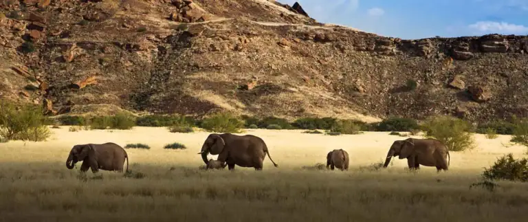 Afrika Safari, Elefanten in freier Wildbahn, Tierwelt im Naturschutzgebiet, Safari Abenteuer, Tierbeobachtung.