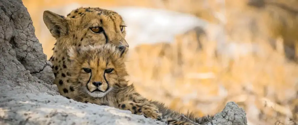 Jagende Geparden, afrikanische Tierwelt.