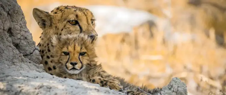 Jagende Geparden, afrikanische Tierwelt.
