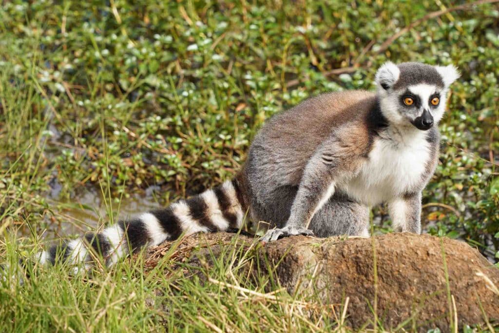 Alt Text: Ein niedlicher Lemur sitzt auf einem Stein in der afrikanischen Wildnis mit grünem Hintergrund.