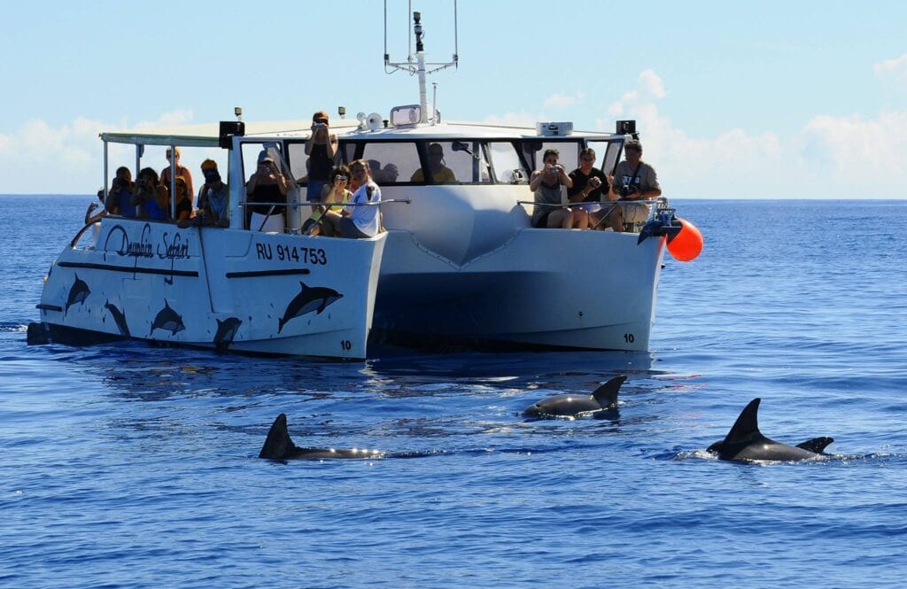 Mehrere Touristen beobachten Delfine auf einem weißen Boote in den warmen Gewässern Afrikas.