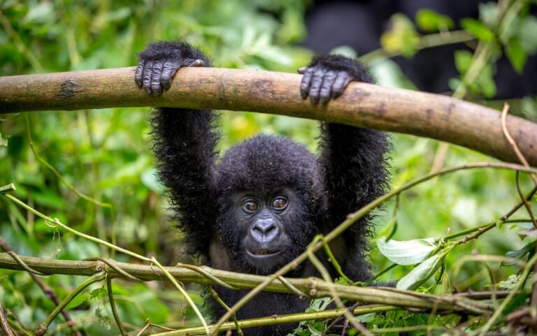 Uganda Safari