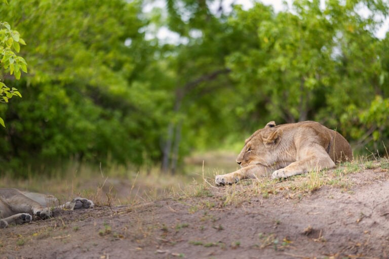 Löwe im Busch während Safari, ruhendes Großwild in der afrikanischen Savanne.