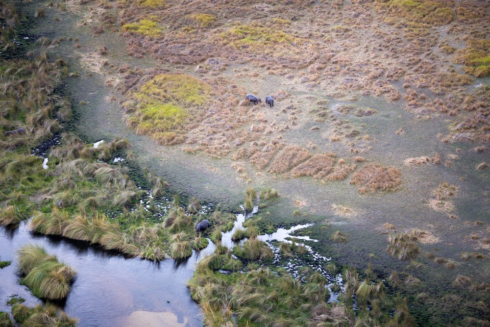 Vogelperspektive eines Fluss-Ökosystems in Ostafrika, Wildtiere und atemberaubende Natur.
