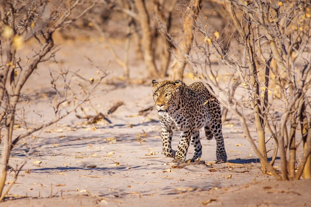 Leopard im Busch Afrika safaris.
