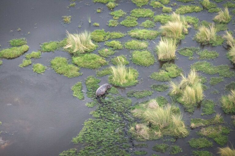 Wildtiere beim Erkunden eines afrikanischen Flusses mit Wasserpflanzen.