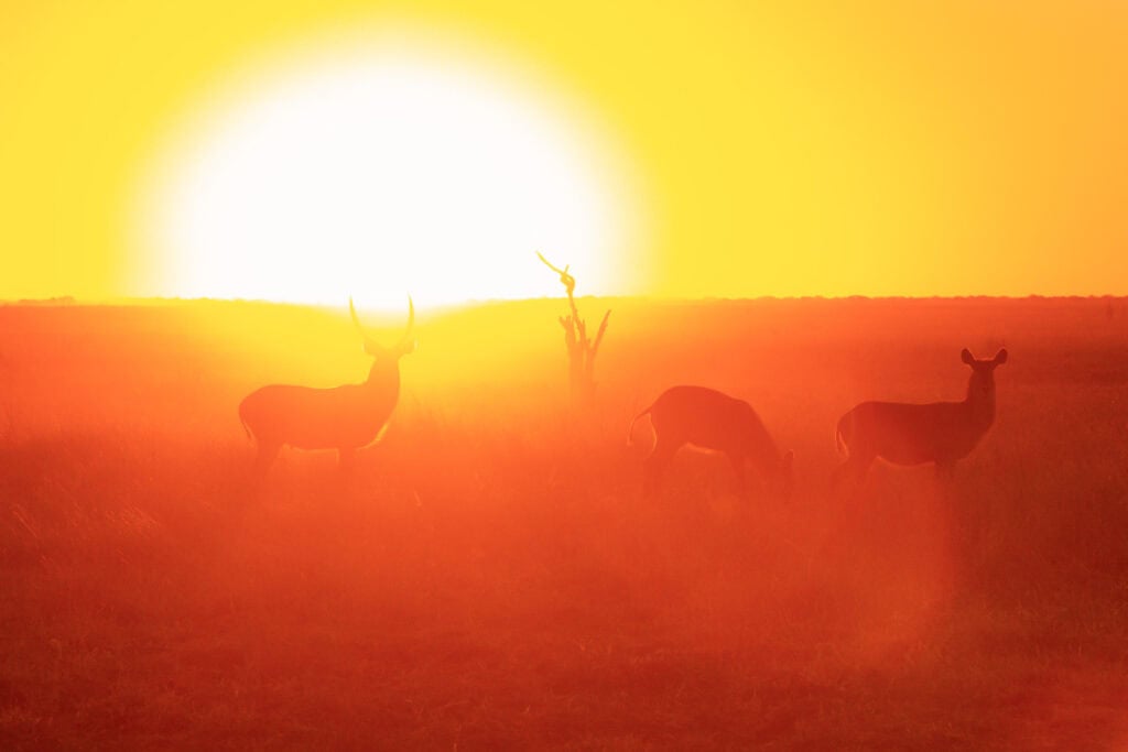 Tierparadies Afrika: Giraffen während Sonnenuntergang in der Serengeti.
