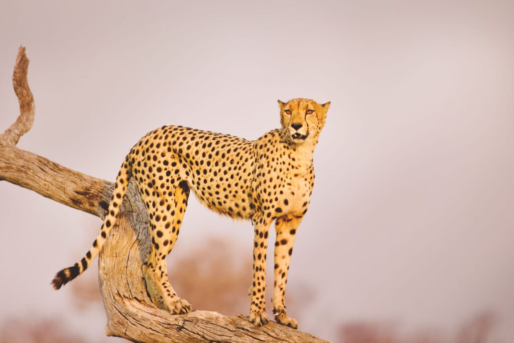 Gepard auf Baum im afrikanischen Busch, Tierfotografie, Safari in Kenia, Tierwelt, Wildtiere.