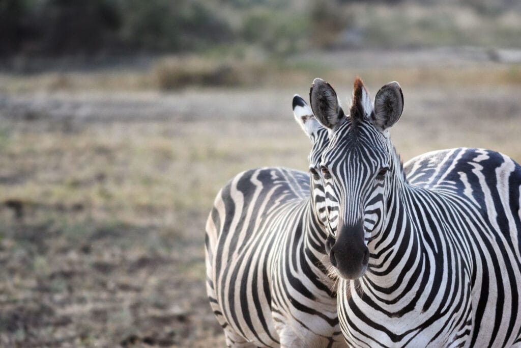 Zebras in der afrikanischen Savanne, Wildtiere, Tierbeobachtung in Afrika.