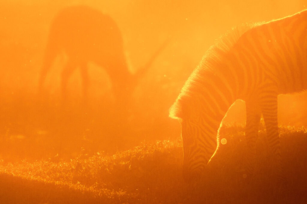 Hintergrundaufnahme von Zebras im Sonnenuntergang, afrikanische Tierwelt, Natur & Tier, Safari Abenteuer, Tierfotografie Africa.