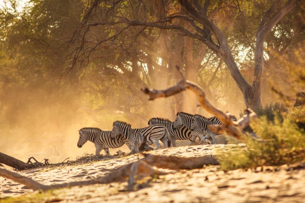 Zebras in der Savanne bei Sonnenaufgang, Namibia, Afrika.