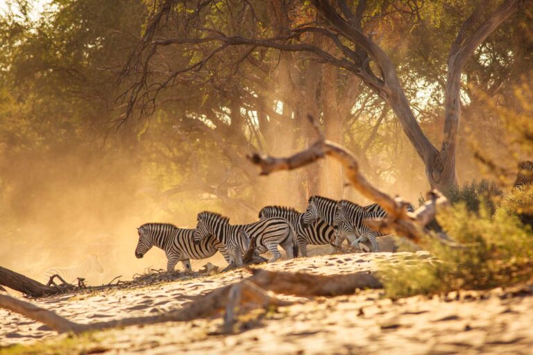 Zebras im Makgadikgadi-Pans-Nationalpark