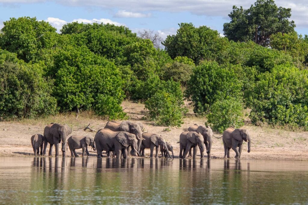 Elefantenfamilie trinkt Wasser im afrikanischen Naturschutzgebiet.