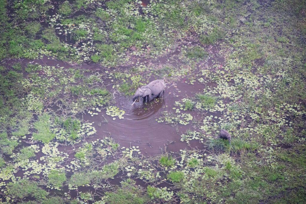 Elefant im Wasser inmitten von Wasserlilien, afrikanische Tierwelt, Safari, Naturschutzgebiet in Afrika.