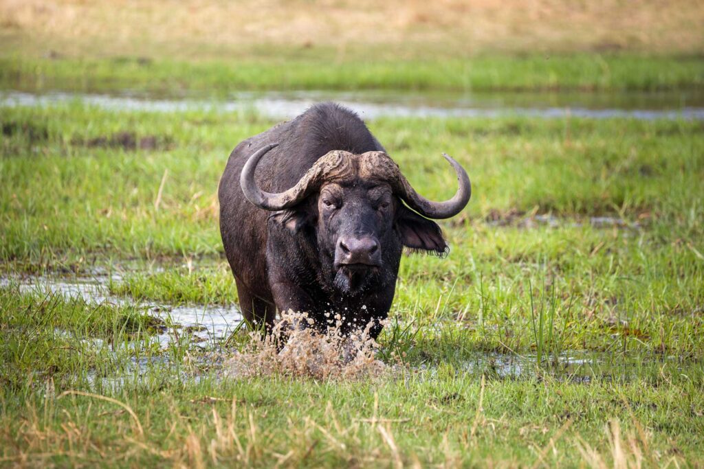 Büffel im Chobe Nationalpark