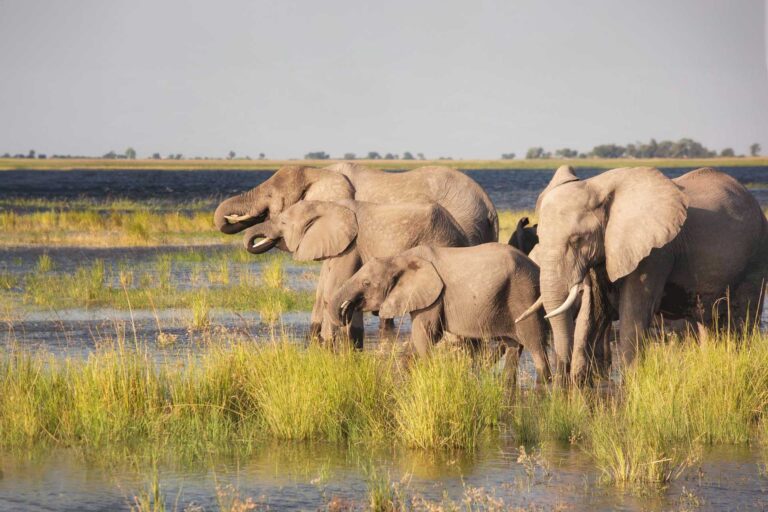 Afrikanische Elefanten beim Wasserschutz in der Wildnis, einfaches Steppen- und Wasserbild, ideal für Afrikatourismus.