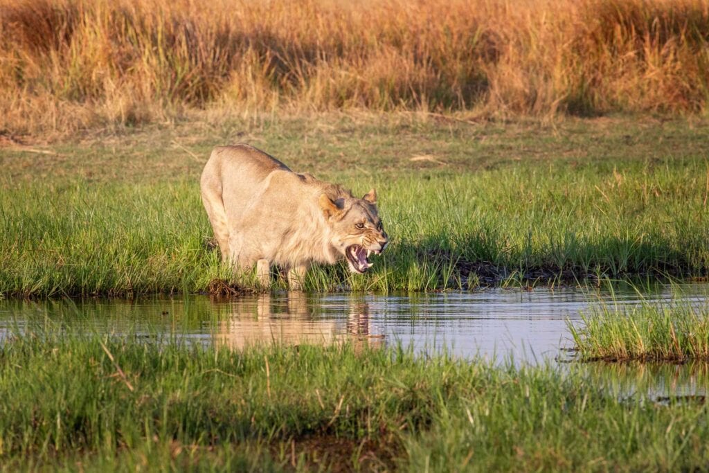 Löwe beim Trinken in der Savanne, Afrika.