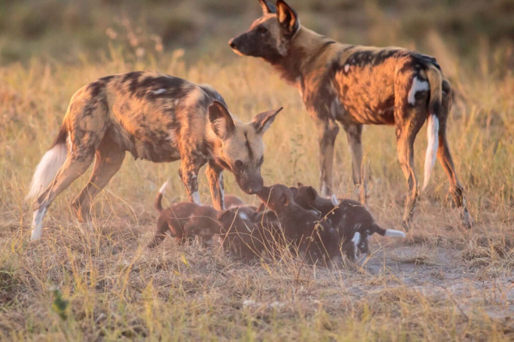 Alt Text: Hyänen mit Welpen in der afrikanischen Savanne, Wildtiere, Safari, Tierbeobachtung.