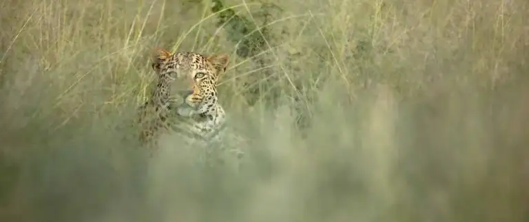 Löwe im Gras, Safari, Tierbeobachtung.