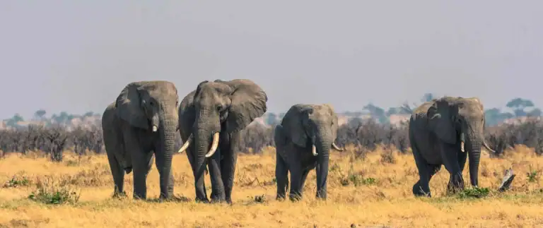 Elefanten im Savannenland Malawis, natürlicher Wildtierreise.