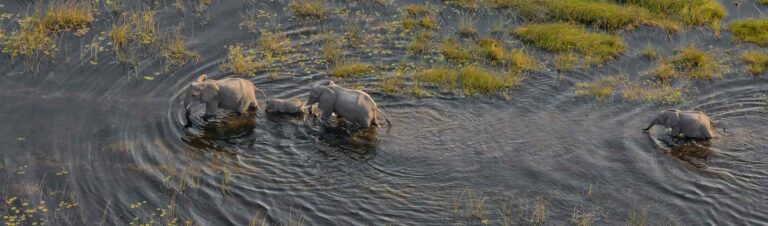 Elefantenfamilie beim Baden im Wasser in Afrika, Natur und Tierliebe, nachhaltiger Tourismus.