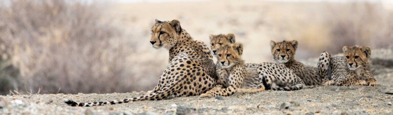 Löwenfamilie in der afrikanischen Savanne, Löwenjungtiere, Safari Abenteuer, Tierwelt Kenia/Tansania.