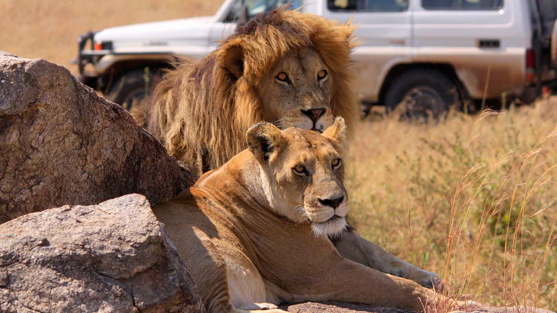 Löwen Paar , Hintergrund Safarifahrzeug