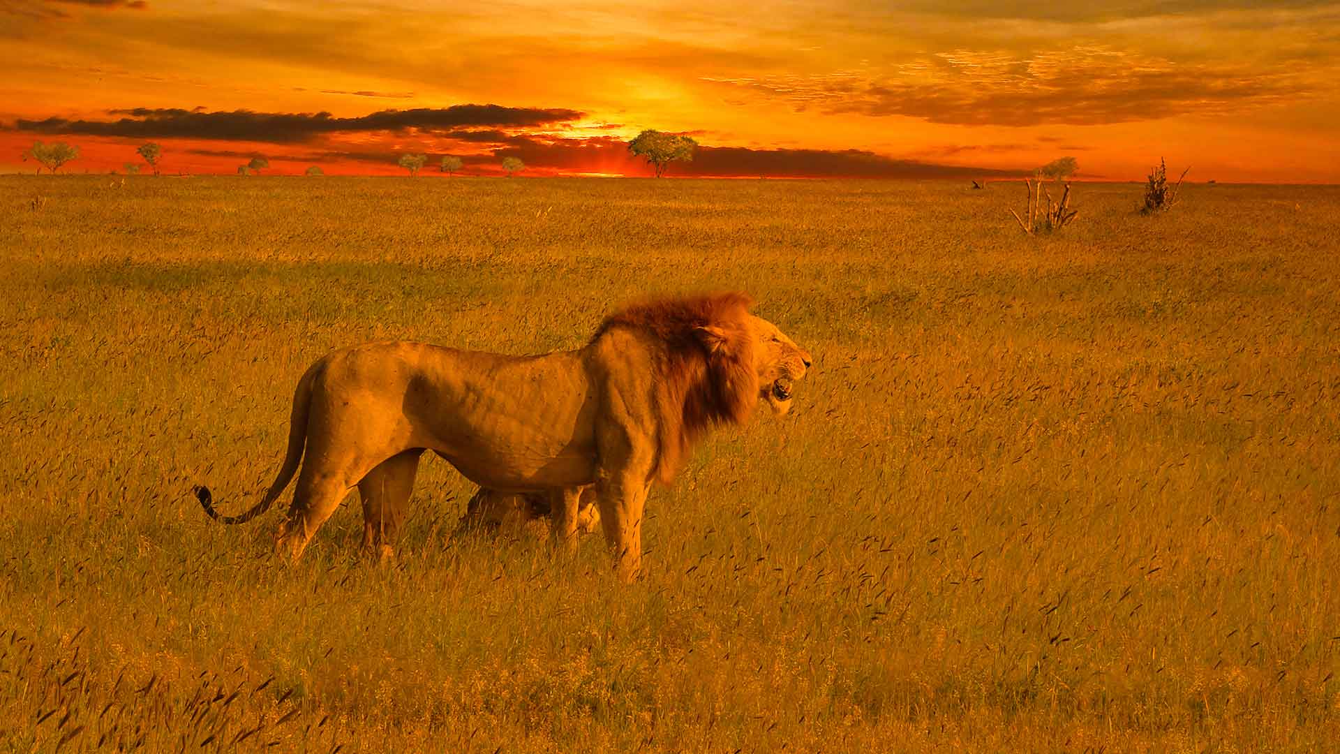 Löwen Safari in der Masai Mara