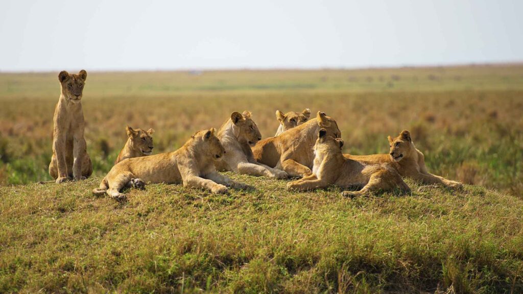 Löwenfamilie ruht in der afrikanischen Wildnis, beeindruckende Tierbeobachtung in Afrika.