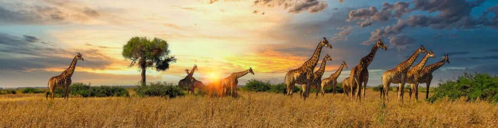 Giraffen in der afrikanischen Savanne während Sonnenuntergang, typische Tierbeobachtung in Afrika-Reisen.