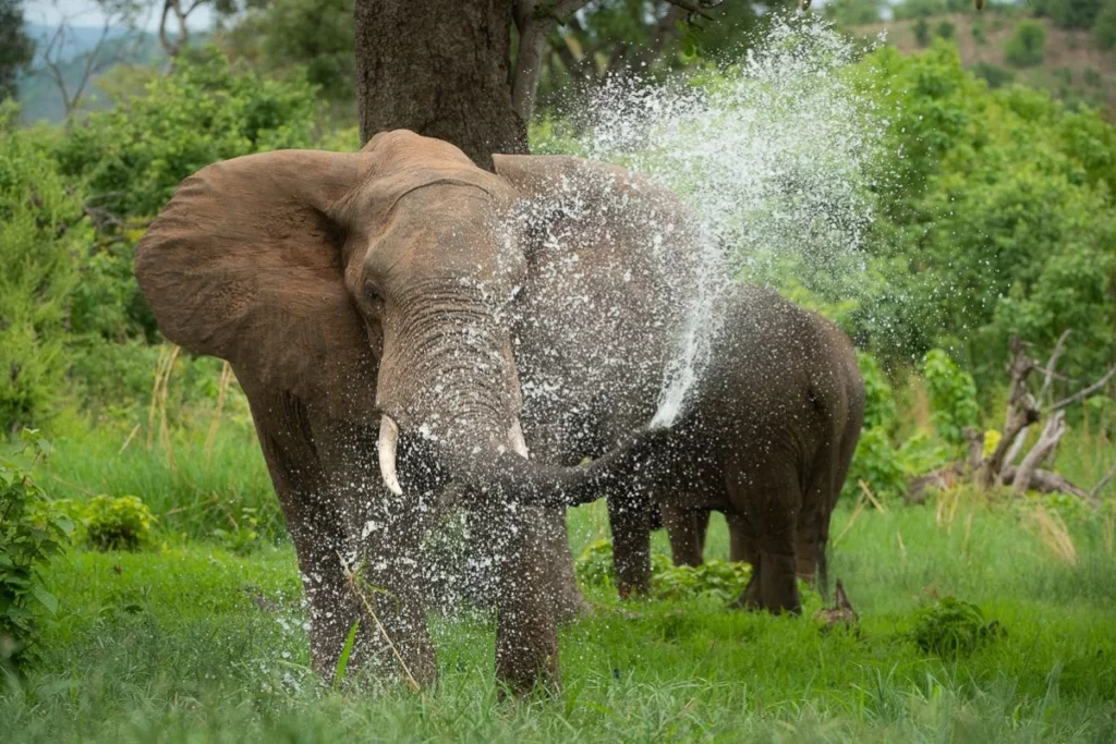 Privater Guide zeigt Safari-Touristen Wildtiere