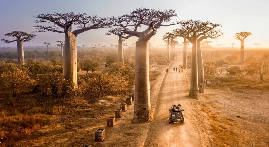 Baobab Allee Madagaskar